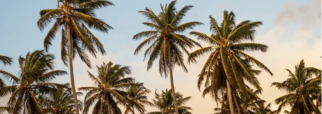 Landscapes surrounded by palm trees offer a lush look by TC Decks.